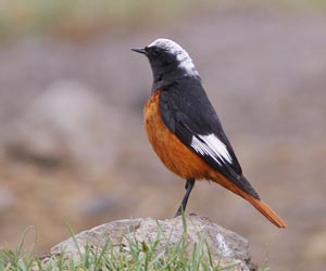 Галсүүлт (Цээжмэгт галсүүлт)